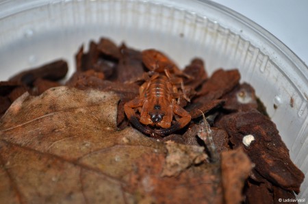 Babycurus jacksoni 4. instar