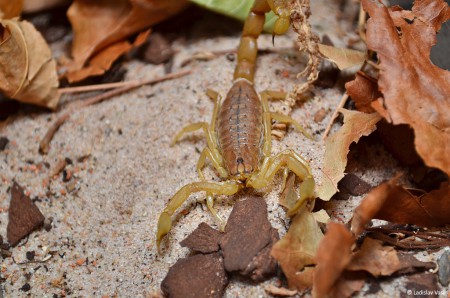 Mesobuthus cyprius 0.1 adult