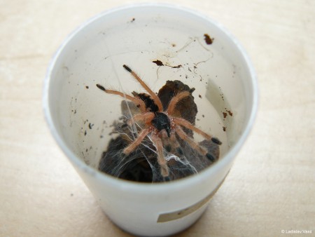 Tapinauchenius gigas 4. instar