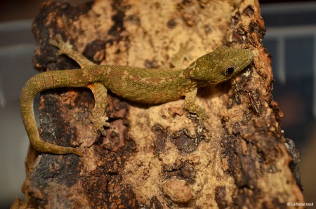 Eurydactylodes agricolae 0.1