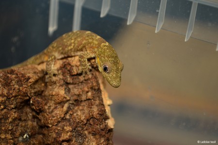 Eurydactylodes agricolae 1.0